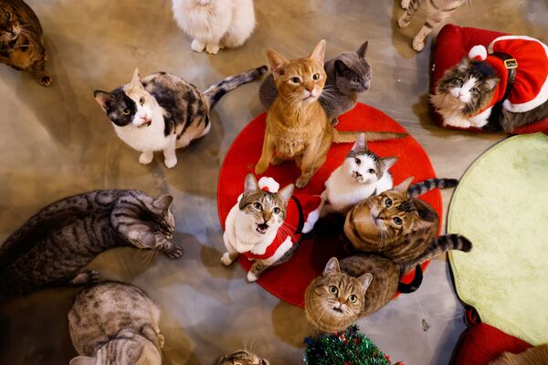 Những chú mèo trong trang phục Giáng sinh tại Catgarden ở Seoul, Hàn Quốc - Sputnik Việt Nam