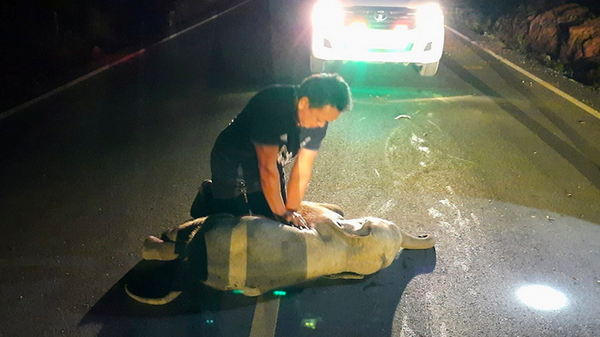 Bệnh nhân bất thường – nhân viên cứu hộ ở Thái Lan phải xoa bóp tim cho voi con bị xe máy đâm - Sputnik Việt Nam