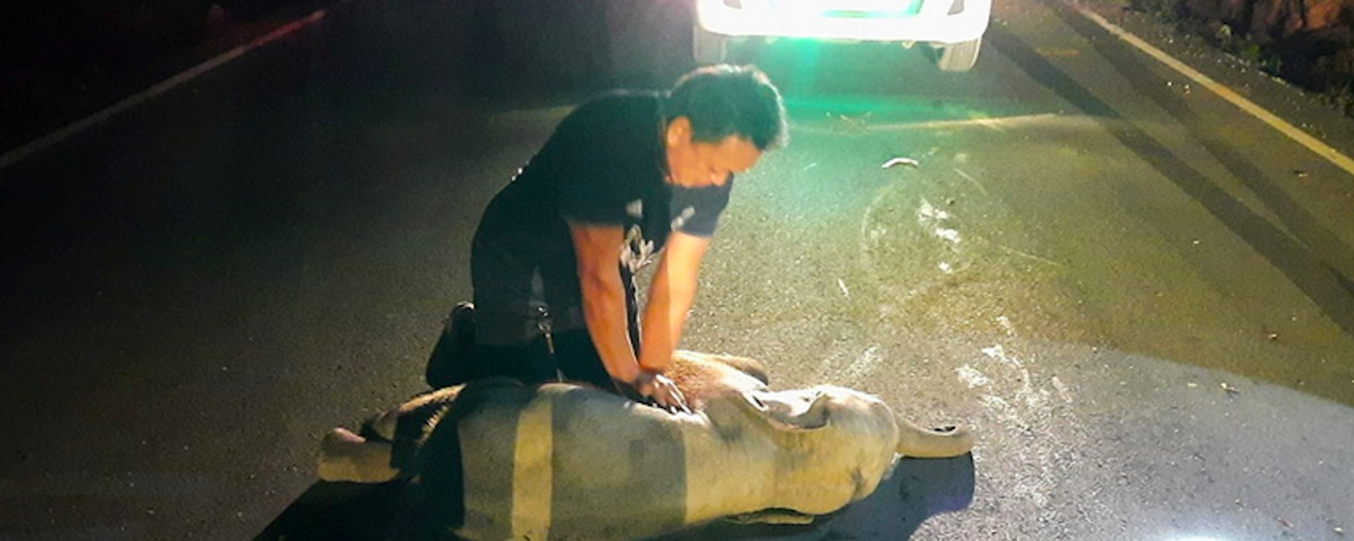 Bệnh nhân bất thường – nhân viên cứu hộ ở Thái Lan phải xoa bóp tim cho voi con bị xe máy đâm - Sputnik Việt Nam, 1920, 24.12.2020