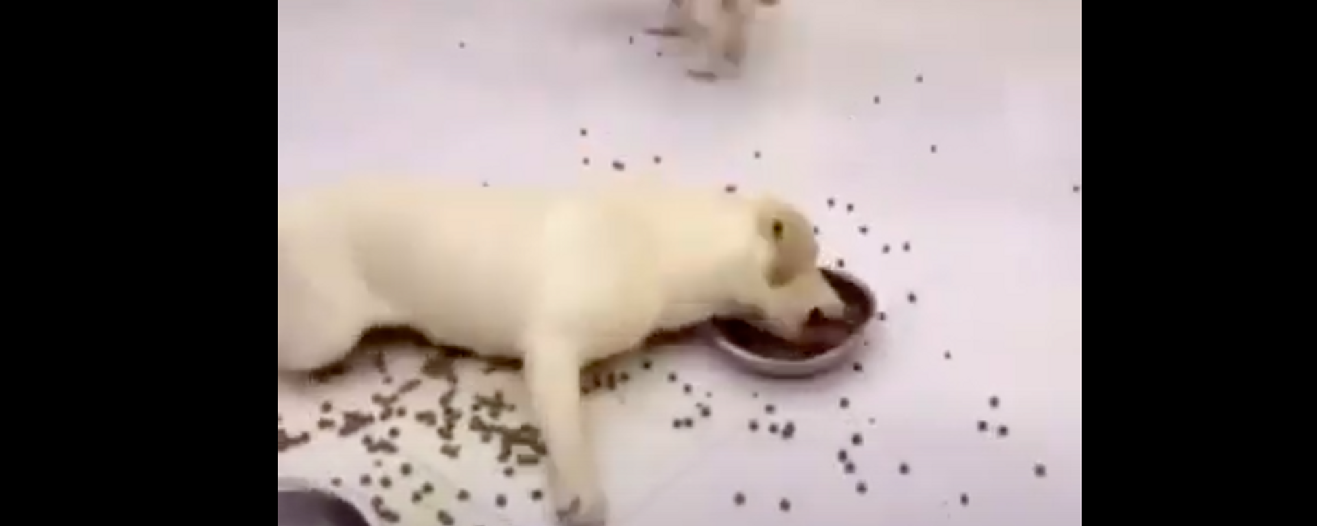 Tôi sẽ ăn hết tất cả!: Chú chó con đói khát nhất thế giới xuất hiện trên video - Sputnik Việt Nam, 1920, 24.12.2020