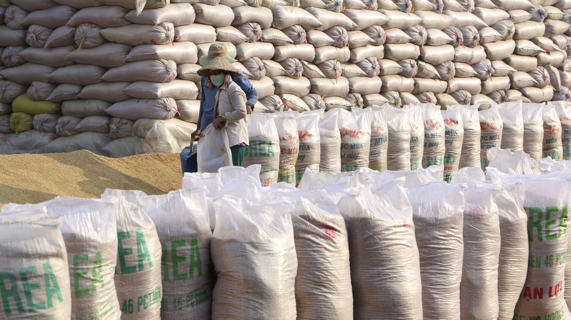 Xuất khẩu gạo của Việt Nam tiếp tục đạt mức giá cao kỷ lục, năm 2020, kim ngạch ước đạt trên 3 tỉ USD. - Sputnik Việt Nam, 1920, 23.02.2021