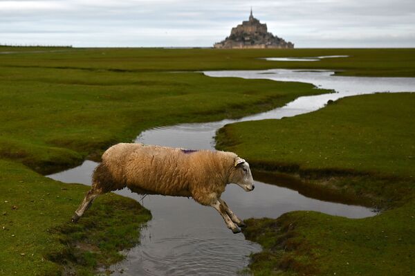 Cừu nhảy qua suối ở Mont Saint-Michel, Pháp - Sputnik Việt Nam