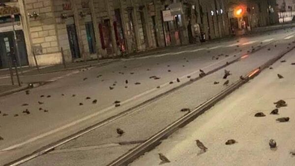 Thảm sát chim ở Rome vào đêm giao thừa - Sputnik Việt Nam