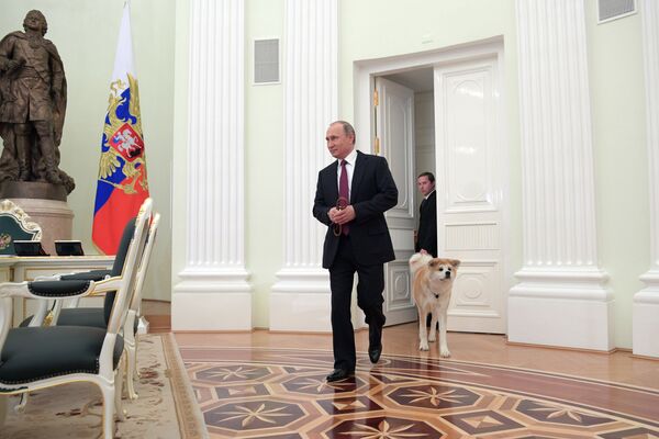 Tổng thống Nga Vladimir Putin với chú chó Akita Inu Yume trước cuộc phỏng vấn ở Điện Kremlin - Sputnik Việt Nam