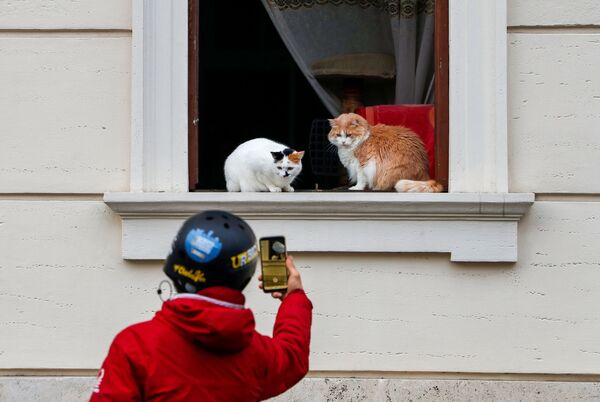 Người qua đường chụp ảnh con mèo trên cửa sổ ngôi nhà ở Rome - Sputnik Việt Nam