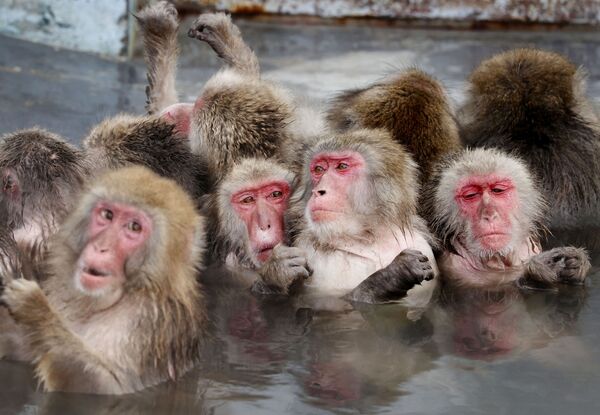 Khỉ Macaca tắm suối nước nóng trong vườn bách thảo nhiệt đới ở Hokkaido, Nhật Bản - Sputnik Việt Nam
