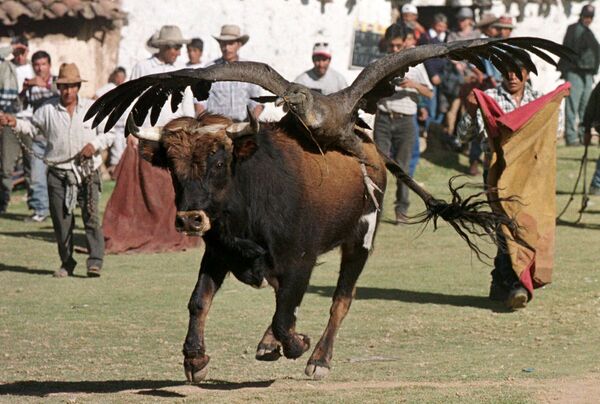 Con bò với chim thần ưng trên lưng trong trận đấu bò ở Peru - Sputnik Việt Nam