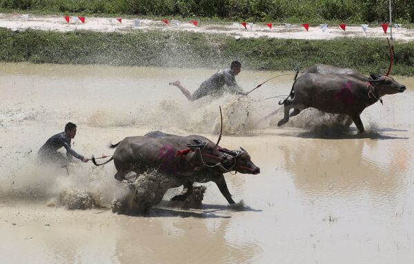 Nông dân Thái trong cuộc đua trâu ở Thái Lan - Sputnik Việt Nam