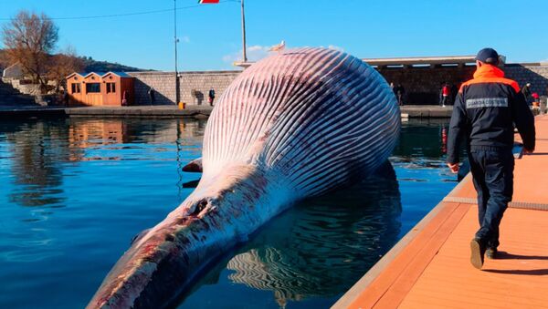 Cá voi chết ngoài khơi Campania, Ý - Sputnik Việt Nam