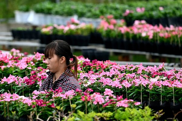 Работа на цветочном поле в городском парке Sa Dec flower village во Вьетнаме  - Sputnik Việt Nam