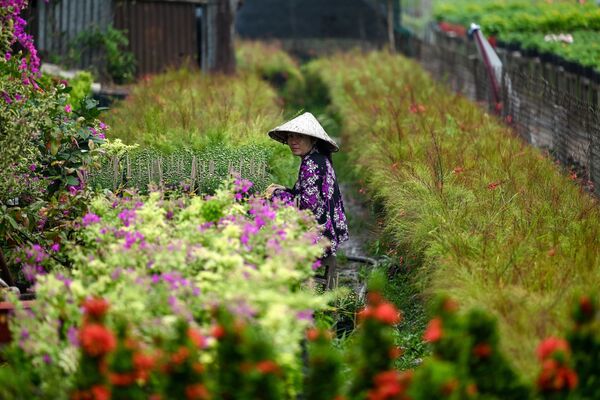 Công việc trên cánh đồng hoa trong công viên thành phố Sa Đéc ở Việt Nam - Sputnik Việt Nam
