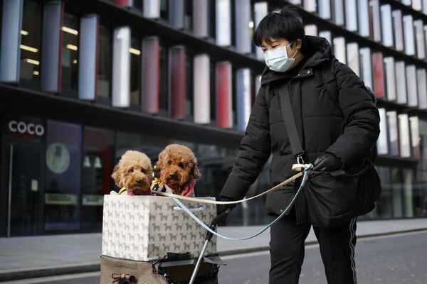 Hai chú chó trong xe đẩy hàng với bà chủ ở Old Bailey, Luân Đôn - Sputnik Việt Nam