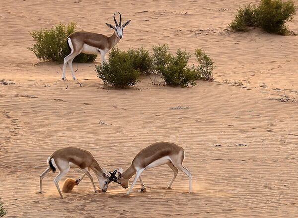 Những con linh dương hươu tại sa mạc tại khu nghỉ dưỡng Telal Al Ain, UAE - Sputnik Việt Nam