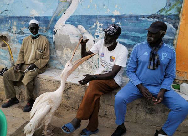 Người đàn ông ngồi bên cạnh con bồ nông của mình ở Senegal - Sputnik Việt Nam