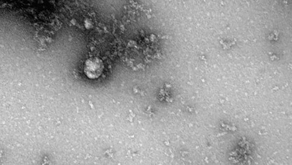 Virus corona chủng mới từ Anh - Sputnik Việt Nam