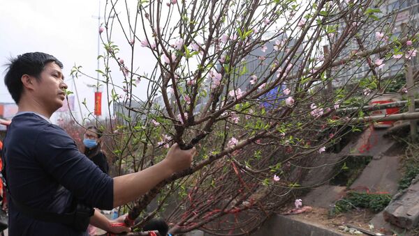 Chợ hoa Quảng Bá (Hà Nội) đỏ rực hoa đào đón Tết Tân Sửu 2021 - Sputnik Việt Nam