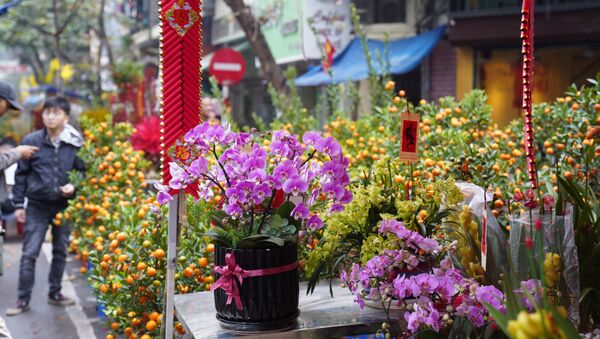 Hoa lan tại chợ hoa Hàng Lược - Sputnik Việt Nam