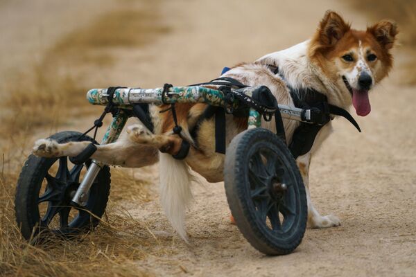 Con chó khuyết tật trước khi đi dạo tại Quỹ The Man That Rescues Dogs Foundation ở Chonburi, Thái Lan - Sputnik Việt Nam
