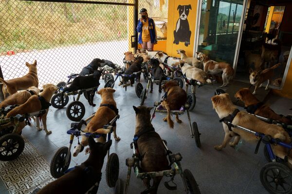 Những con chó khuyết tật trước khi đi dạo tại Quỹ The Man That Rescues Dogs Foundation ở Chonburi, Thái Lan - Sputnik Việt Nam