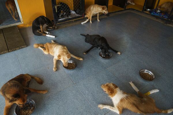 Những con chó khuyết tật đang ăn tại Quỹ The Man That Rescues Dogs Foundation ở Chonburi, Thái Lan - Sputnik Việt Nam