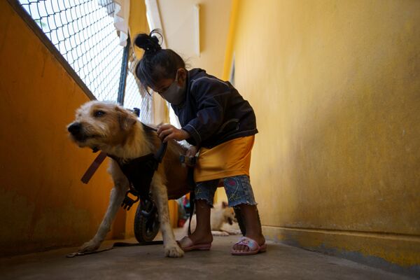 Cô gái gắn dụng cụ hỗ trợ vận động cho con chó khuyết tật trước khi đi dạo hàng ngày tại Quỹ The Man That Rescues Dogs Foundation ở Chonburi, Thái Lan - Sputnik Việt Nam