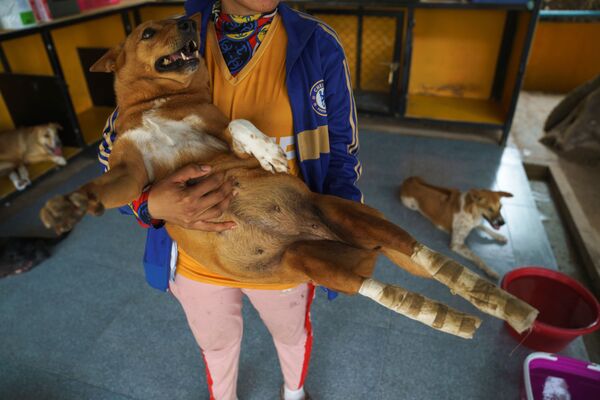 Cô gái với con chó khuyết tật tại Quỹ The Man That Rescues Dogs Foundation ở Chonburi, Thái Lan - Sputnik Việt Nam