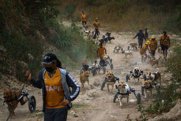 Nhân viên và những con chó khuyết tật được gắn dụng cụ hỗ trợ vận động đi dạo hàng ngày tại Quỹ The Man That Rescues Dogs Foundation ở Chonburi, Thái Lan - Sputnik Việt Nam