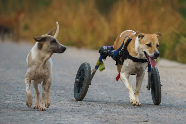 Những con chó khuyết tật đi dạo tại Quỹ The Man That Rescues Dogs Foundation ở Chonburi, Thái Lan - Sputnik Việt Nam