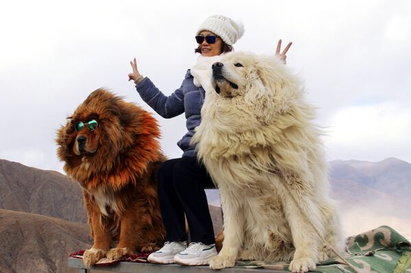 Người phụ nữ chụp ảnh với những con chó thuộc giống chó ngao Tây Tạng ở vùng núi Tây Tạng - Sputnik Việt Nam
