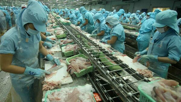 Chế biến cá tra xuất khẩu tại nhà máy của Tập đoàn Sao Mai (tỉnh Đồng Tháp). - Sputnik Việt Nam