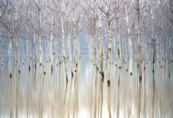 Bức ảnh Flooding Birches của nhiếp ảnh gia Gianluca Gianferrari, đoạt giải hạng mục Cây và Rừng trong cuộc thi The International Garden Photographer of the Year Competition-14 - Sputnik Việt Nam
