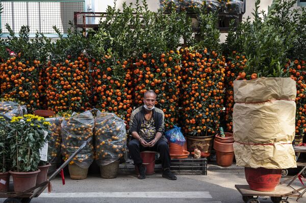 Chợ hoa ngày Tết, chuẩn bị đón Tết Nguyên đán ở Hồng Kông - Sputnik Việt Nam