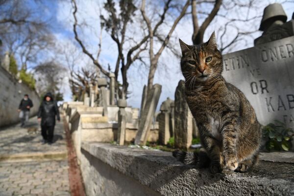 Con mèo trong một nghĩa địa ở Istanbul - Sputnik Việt Nam