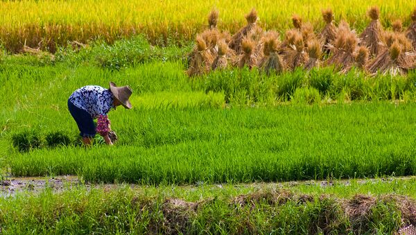 Thu hoạch lúa ở Trung Quốc - Sputnik Việt Nam