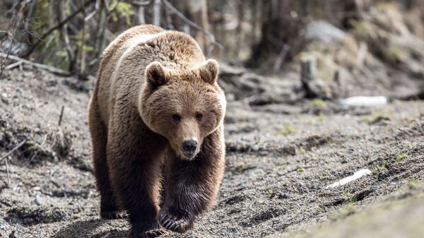 Con gấu nâu trên đường cao tốc Saint Petersburg - Murmansk - Sputnik Việt Nam