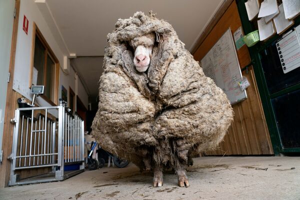 Cừu Baarak trước khi xén lông ở Lancefield, Australia - Sputnik Việt Nam