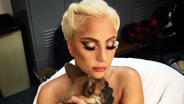 Nữ ca sĩ Lady Gaga với con chó của mình. - Sputnik Việt Nam