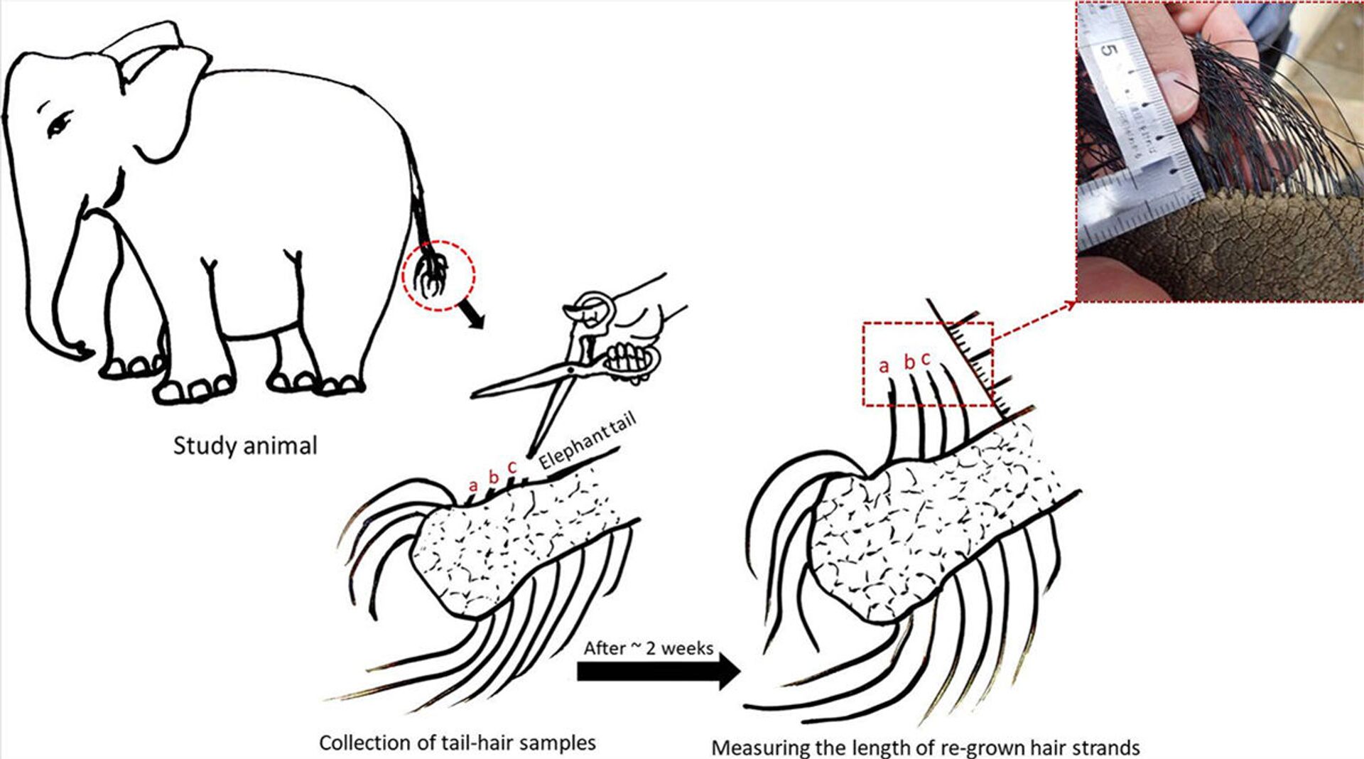 Bằng chứng trung thực nhất: Nghiên cứu đời sống của voi qua lông đuôi - Sputnik Việt Nam, 1920, 05.03.2021