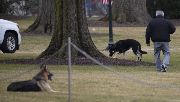 Hai con chó Champ và Major của Joe Biden tại Nhà Trắng. - Sputnik Việt Nam
