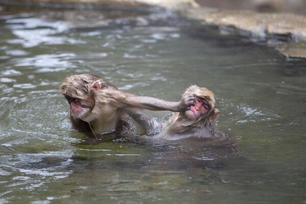 Những con khỉ Nhật Bản trong suối nước nóng tại Công viên Khỉ Jigokudani ở tỉnh Nagano - Sputnik Việt Nam