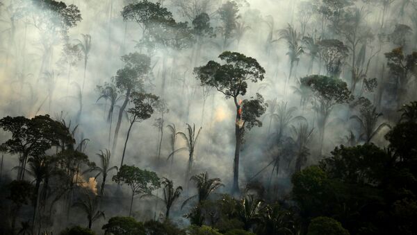 Khói bao trùm một khu rừng đang cháy trong một trận hỏa hoạn ở khu vực rừng nhiệt đới Amazon, Brazil. - Sputnik Việt Nam