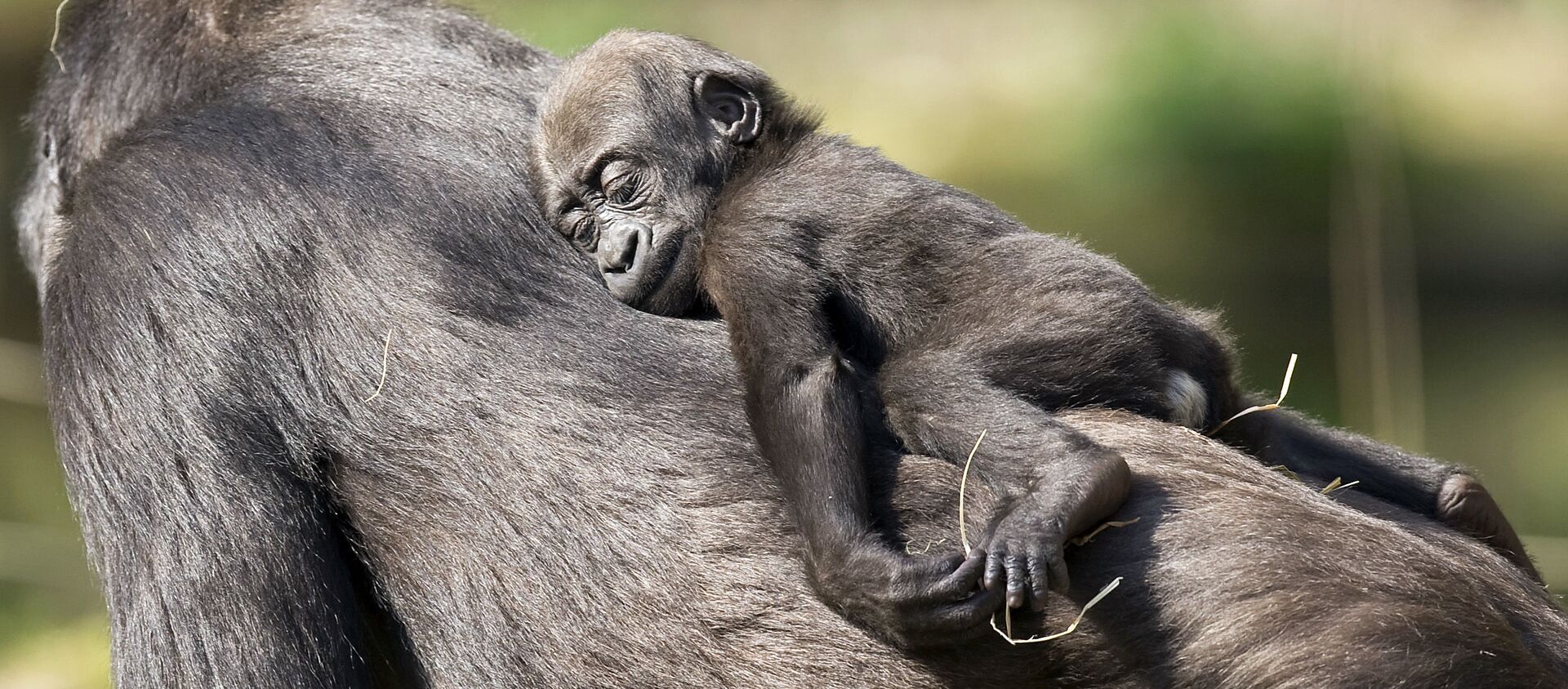 Khỉ con ngủ trên lưng mẹ khỉ đột ở vườn thú Duisburg - Sputnik Việt Nam, 1920, 19.03.2021
