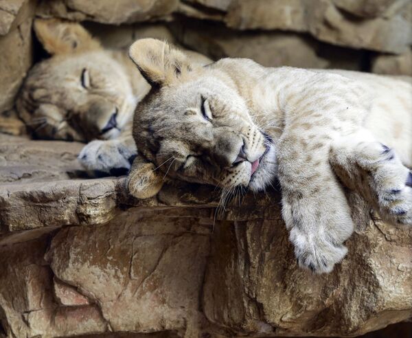 Sư tử con ngủ tại vườn thú Henry Doorly ở Omaha, bang Nebraska - Sputnik Việt Nam