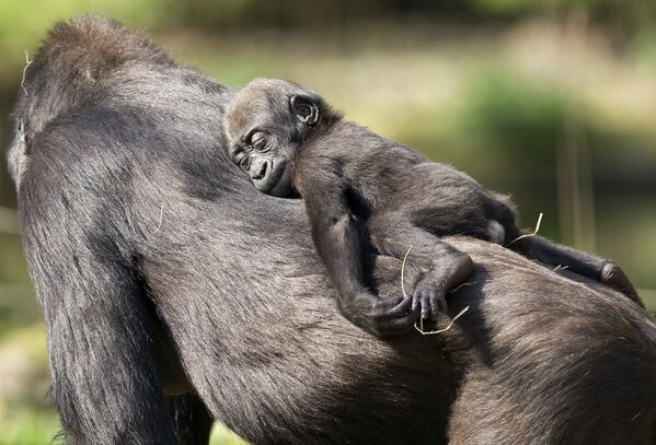 Khỉ con ngủ trên lưng mẹ khỉ đột ở vườn thú Duisburg - Sputnik Việt Nam