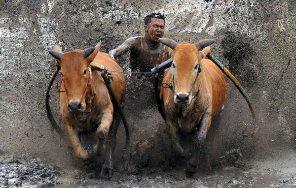 Một nài bò quất con bò của mình trong cuộc đua Pacu Jawi, Tây Sumatra, Indonesia - Sputnik Việt Nam