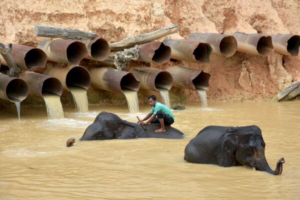 Một nài voi tắm cho voi ở tỉnh Riau, Indonesia - Sputnik Việt Nam