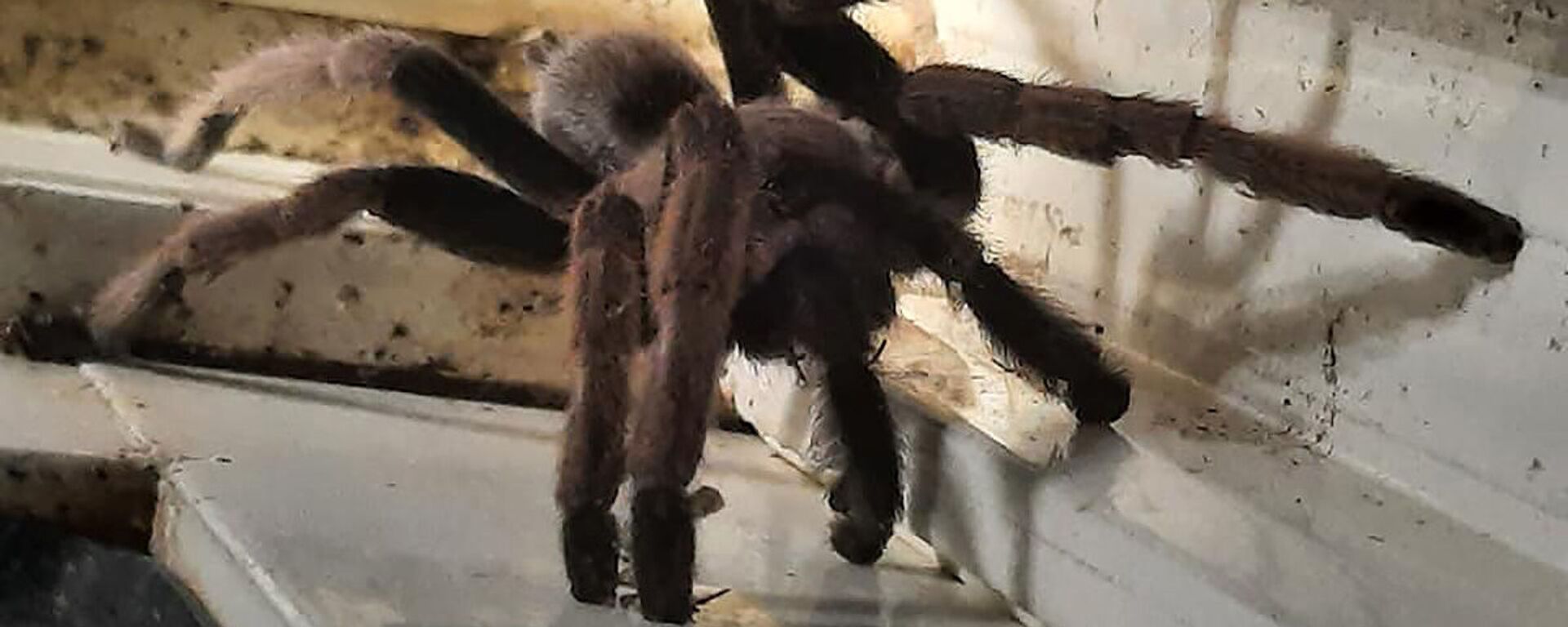 Một trong những loài nhện tarantula - Sputnik Việt Nam, 1920, 02.12.2022