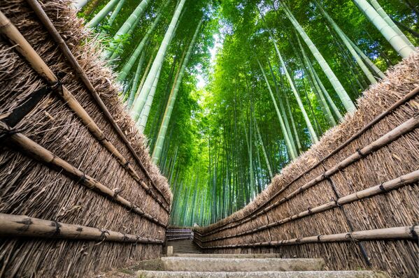 Rừng tre Arashiyama ở Nhật Bản - Sputnik Việt Nam