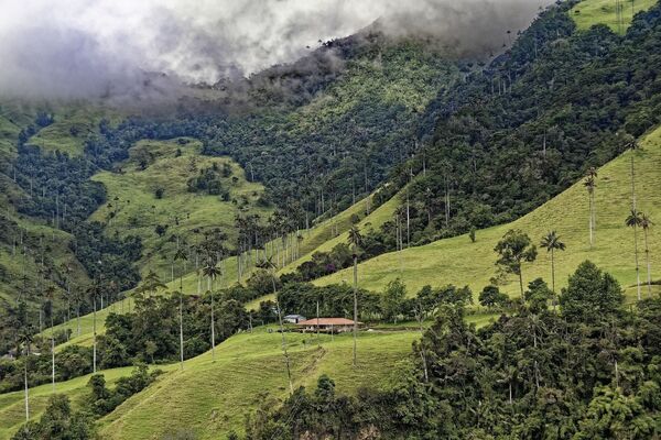 Khu bảo tồn thiên nhiên Thung lũng Cocora ở Colombia - Sputnik Việt Nam