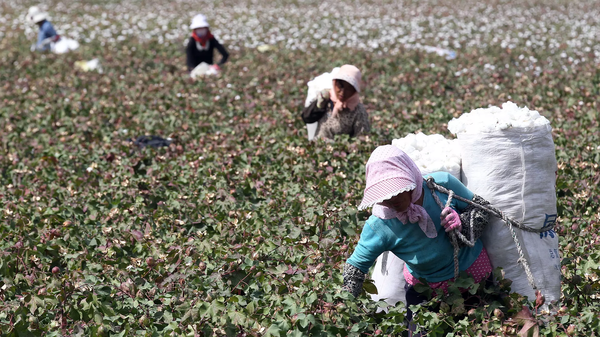 Hái bông ở Khu tự trị Duy Ngô Nhĩ Tân Cương - Sputnik Việt Nam, 1920, 24.12.2021